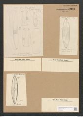 Scoliopleura tumida (Breb.) Rabh. (de-Toni-Nr.: Genus 14, Species 1108) Zeichnungen Sammlung Grunow Nr. 2191 (NHMW-BOT-W0369264)